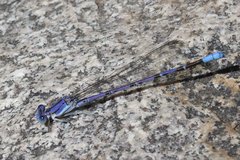 Argia munda