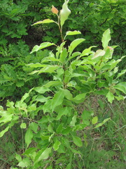 Pyrus georgica
