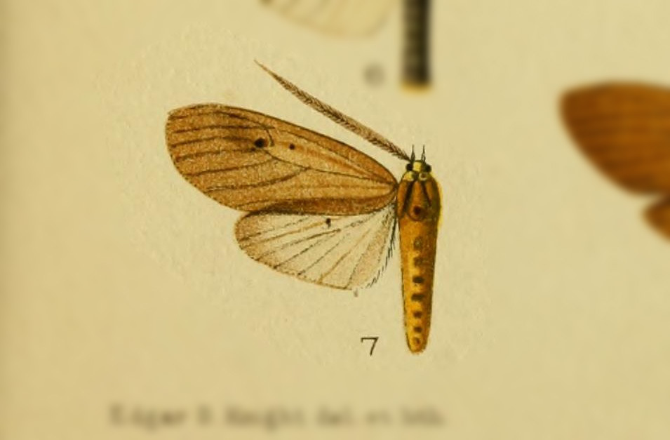 Opharus quadripunctata