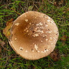 Macrolepiota procera