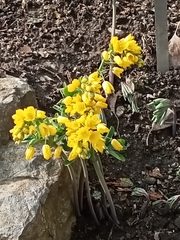 Gymnospermium altaicum