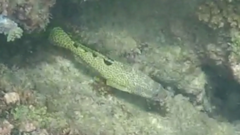 Epinephelus spilotoceps