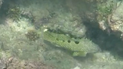 Epinephelus spilotoceps