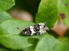 Phiaris bipunctana