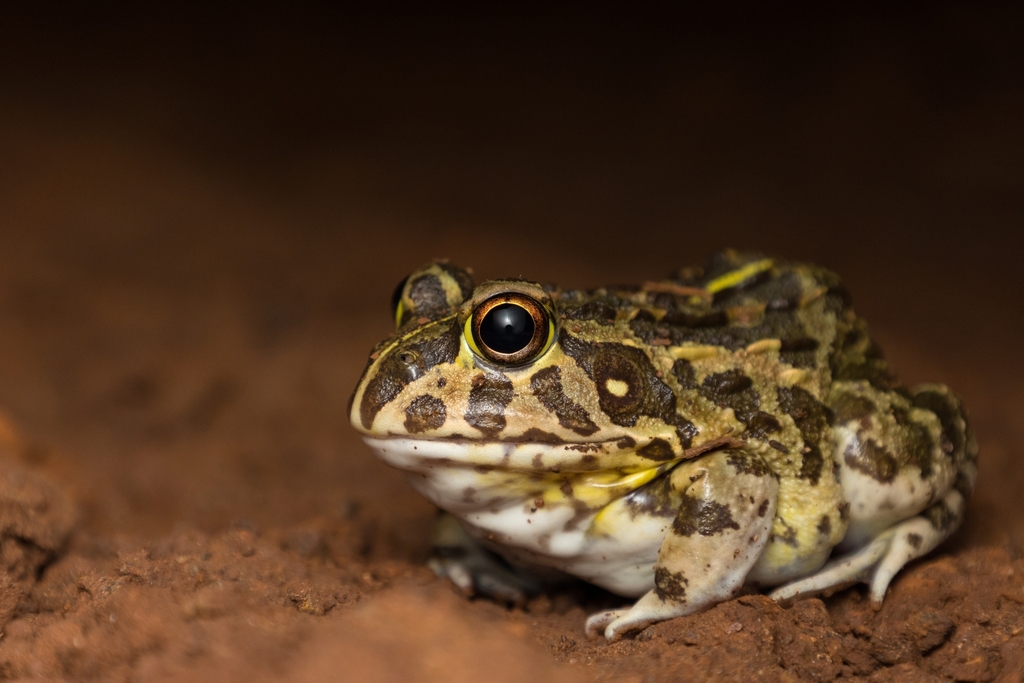 Edible Bullfrog