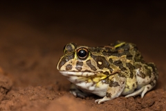 Edible Bullfrog photo 1