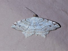 Macaria aequiferaria