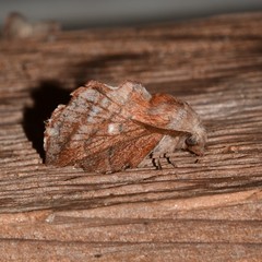 Phyllodesma occidentis