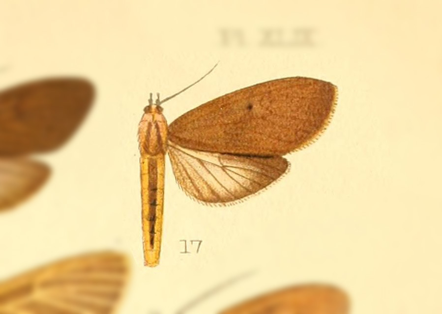 Opharus gemma