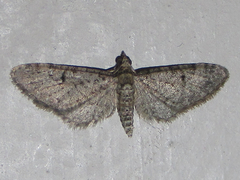 Eupithecia jejunata