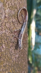 Scincella formosensis