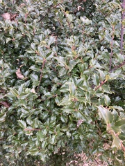 Ilex × meserveae