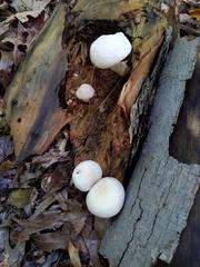 Pluteus tomentosulus