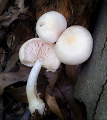 Pluteus tomentosulus