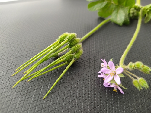 musk stork's-bill