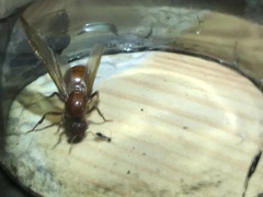 Formicidae