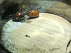 Formicidae