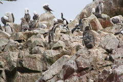 Spheniscus humboldti