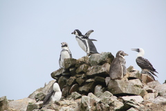 Spheniscus humboldti