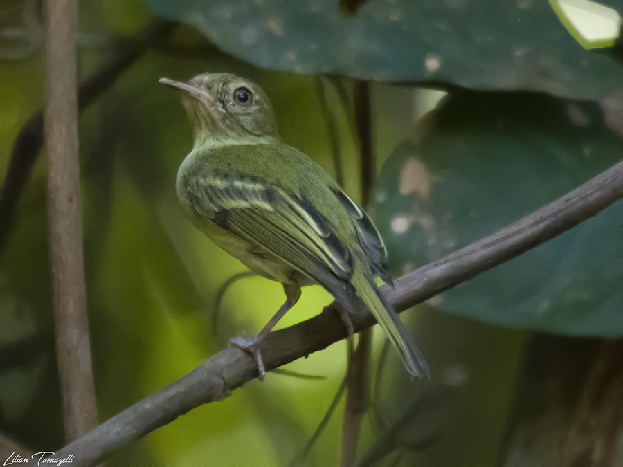Zimmer's Tody-Tyrant photo