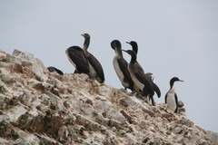 Leucocarbo bougainvillii