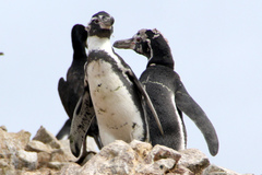 Spheniscus humboldti