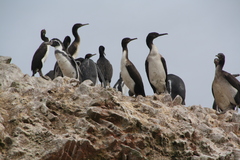 Leucocarbo bougainvillii