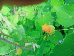 Abutilon hirtum