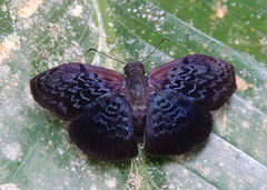 Cycloglypha enega