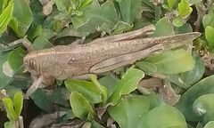 Anacridium aegyptium