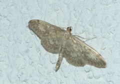 Anania lancealis