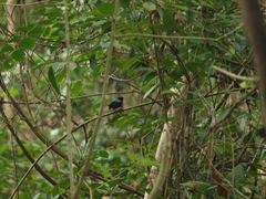 Chiroxiphia lanceolata