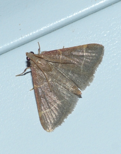 Hypsopygia glaucinalis
