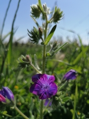 Echium plantagineum