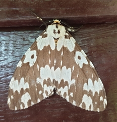 Lymantria atemeles