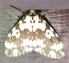 Lymantria atemeles