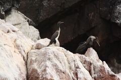 Leucocarbo bougainvillii