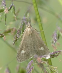Udea alpinalis