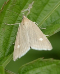 Udea alpinalis
