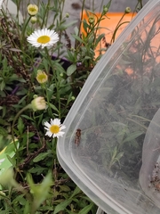 Episyrphus balteatus