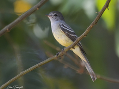 Myiopagis gaimardii
