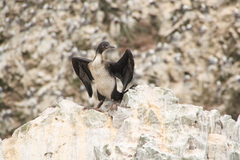 Leucocarbo bougainvillii