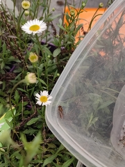 Episyrphus balteatus