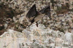 Leucocarbo bougainvillii