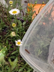 Episyrphus balteatus