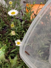 Episyrphus balteatus