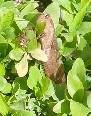 Acanthacris ruficornis