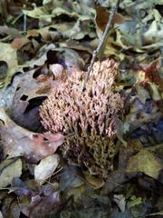 Ramaria fennica