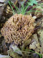 Ramaria fennica