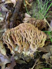 Ramaria fennica